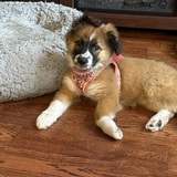 Entry image for Daisy