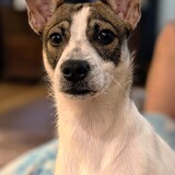 Entry image for Tilly