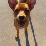 Entry image for Oaty (dapper) 