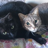 Entry image for Eva and Fritzi