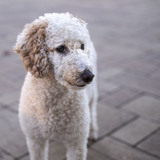 Entry image for Rosie