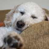 Entry image for Rosie