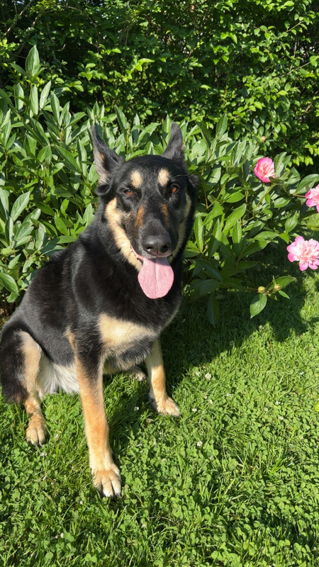 Loki