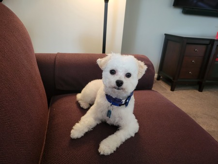 Entry image for Teddy. Clicking this image will show a larger photo