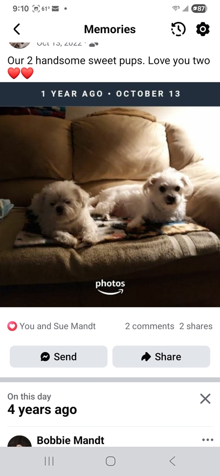 Entry image for Scruffy and Snickers . Clicking this image will show a larger photo