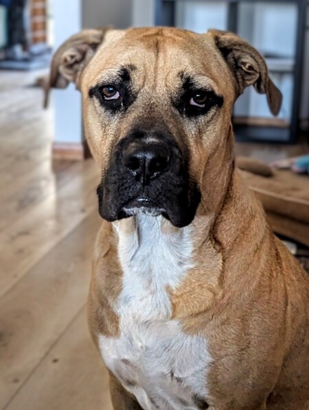 Entry image for Maxwell . Clicking this image will show a larger photo