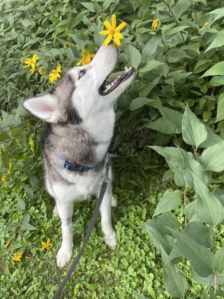 Entry image for Keani. Clicking this image will show a larger photo