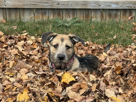 Entry image for Izzy (was Biscoff). Clicking this image will show a larger photo