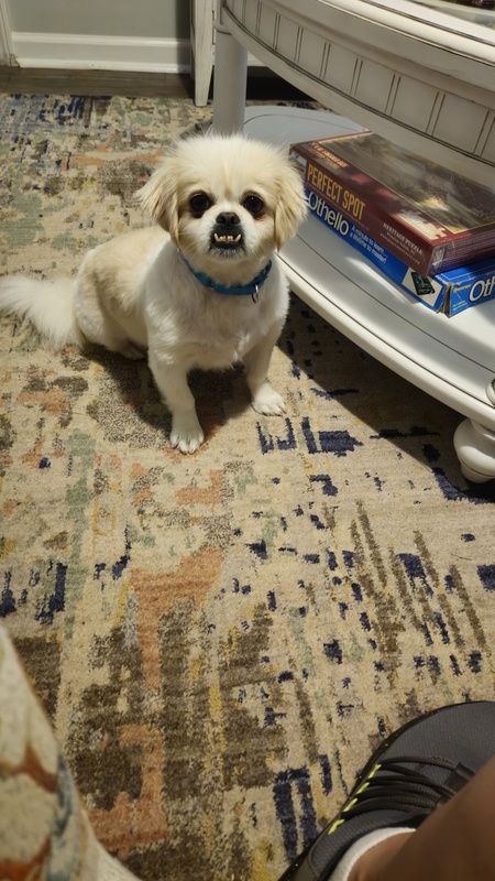 Entry image for Fiona . Clicking this image will show a larger photo