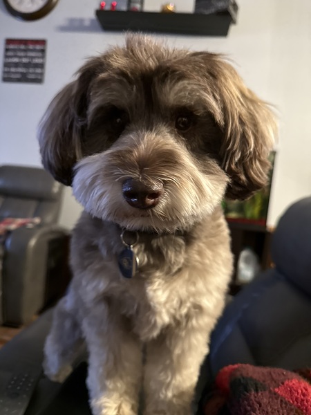 Entry image for Rexie. Clicking this image will show a larger photo