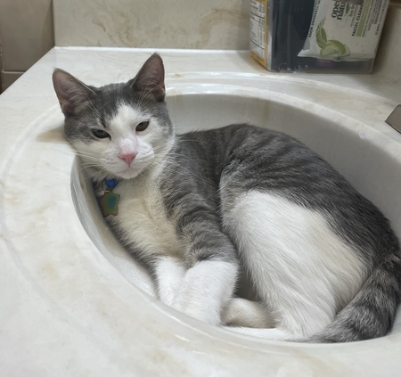 Entry image for Ringo. Clicking this image will show a larger photo