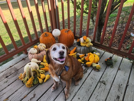 Entry image for PEPPER. Clicking this image will show a larger photo