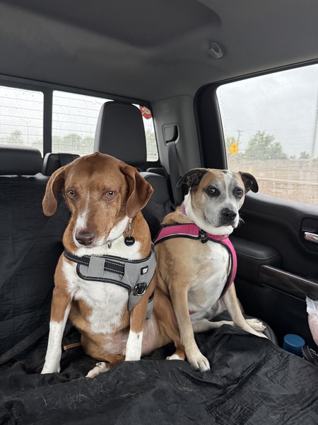 Entry image for Josie the Boxer; Diesel the Vizsla. Clicking this image will show a larger photo