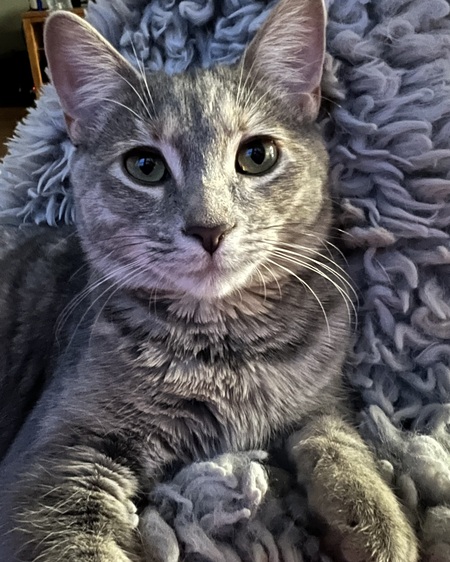 Entry image for Pennie. Clicking this image will show a larger photo