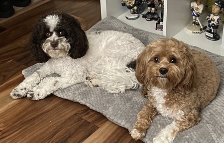 Entry image for Addi and Ivy. Clicking this image will show a larger photo