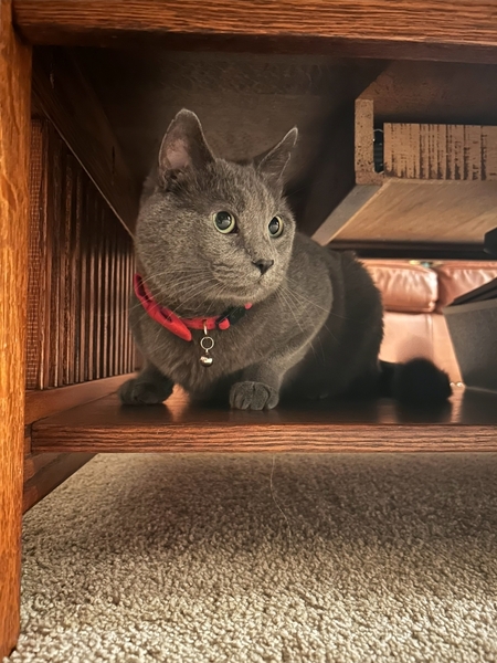 Entry image for Blueboy. Clicking this image will show a larger photo