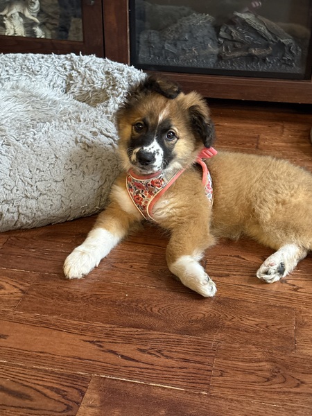 Entry image for Daisy. Clicking this image will show a larger photo