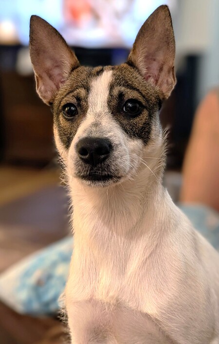 Entry image for Tilly. Clicking this image will show a larger photo