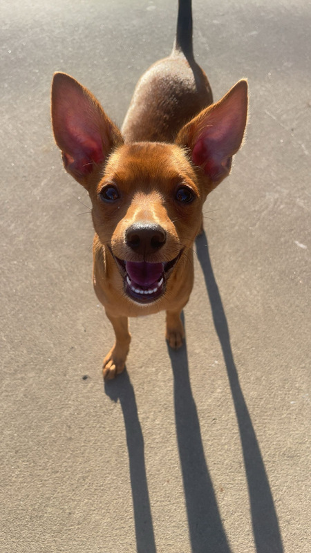 Entry image for Oaty (dapper) . Clicking this image will show a larger photo