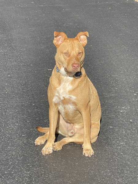 Entry image for Cashew. Clicking this image will show a larger photo