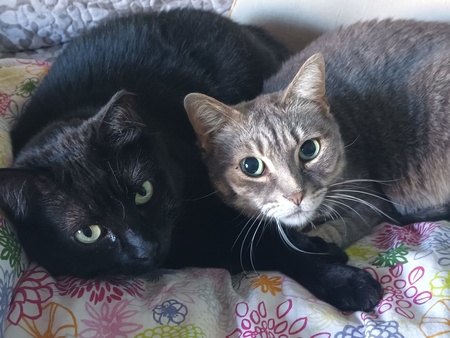 Entry image for Eva and Fritzi. Clicking this image will show a larger photo