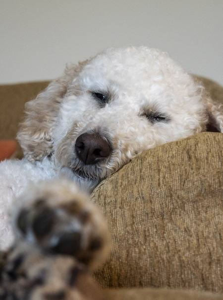 Entry image for Rosie. Clicking this image will show a larger photo