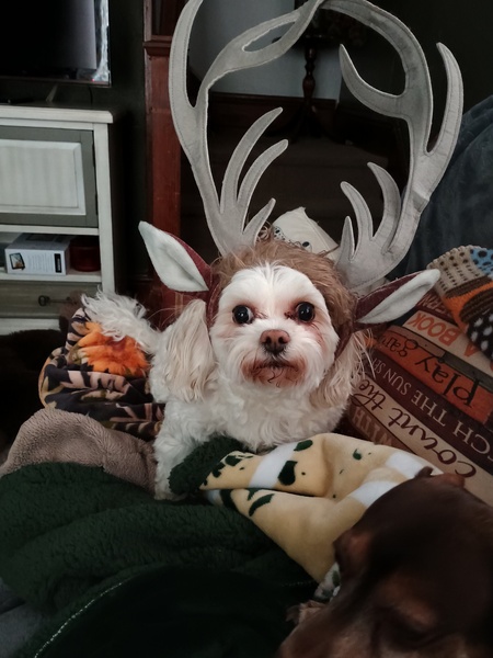 Entry image for Bunni. Clicking this image will show a larger photo