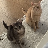 Entry image for Ralphie and Kirby