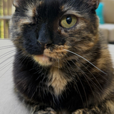 Entry image for Jasmine