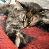 Entry image for Miss Katt