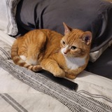 Entry image for Phoebe
