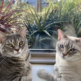 Entry image for Frosty and Furball