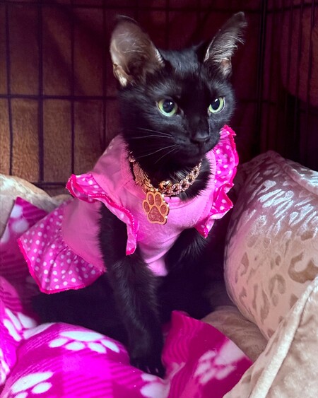 Entry image for The Princess Strawberry. Clicking this image will show a larger photo