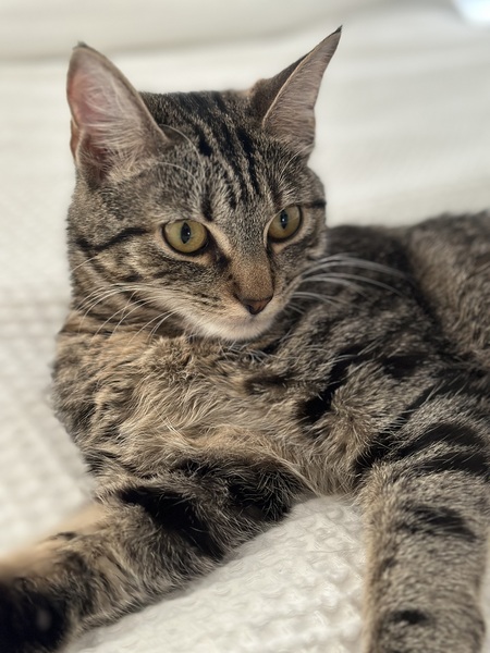 Entry image for Mia. Clicking this image will show a larger photo