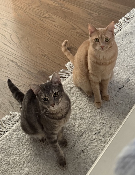 Entry image for Ralphie and Kirby. Clicking this image will show a larger photo