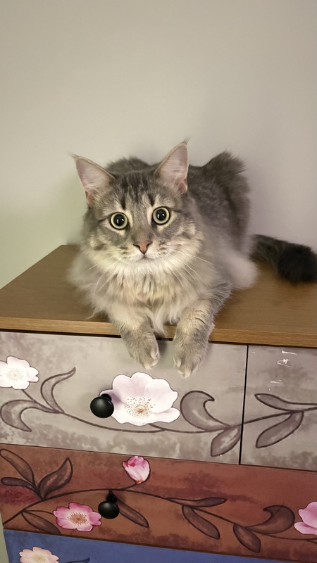 Entry image for Freyja. Clicking this image will show a larger photo