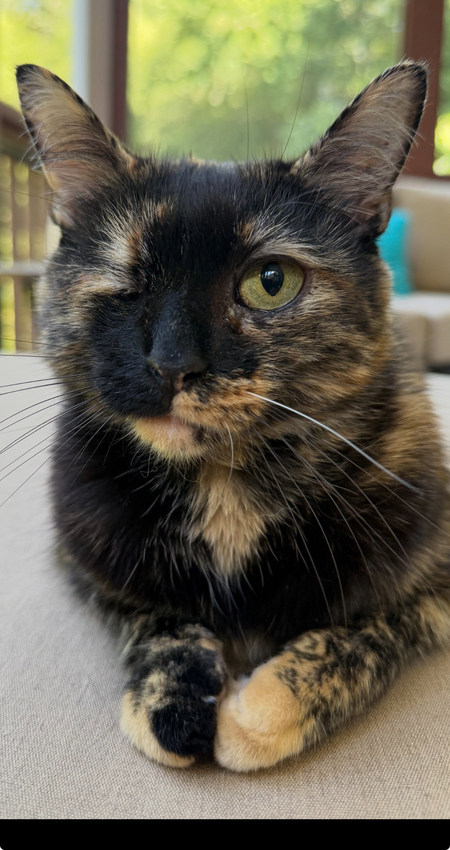 Entry image for Jasmine. Clicking this image will show a larger photo