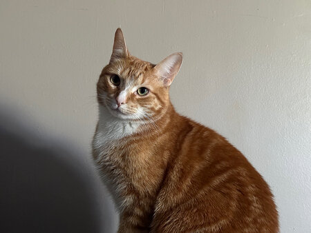Entry image for Tails. Clicking this image will show a larger photo