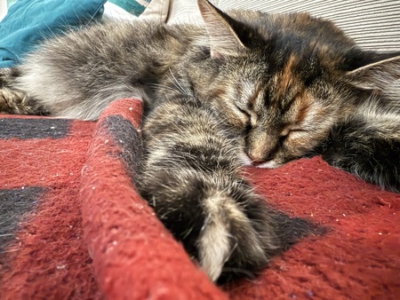 Entry image for Miss Katt. Clicking this image will show a larger photo
