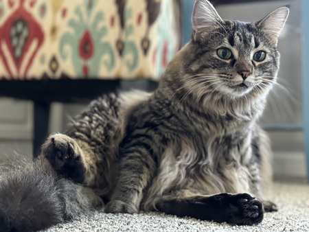 Entry image for Miss Kitty. Clicking this image will show a larger photo
