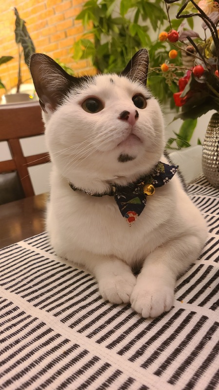 Entry image for Maru . Clicking this image will show a larger photo