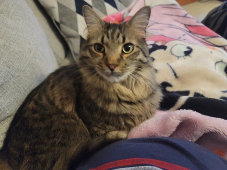 Entry image for Clyde . Clicking this image will show a larger photo
