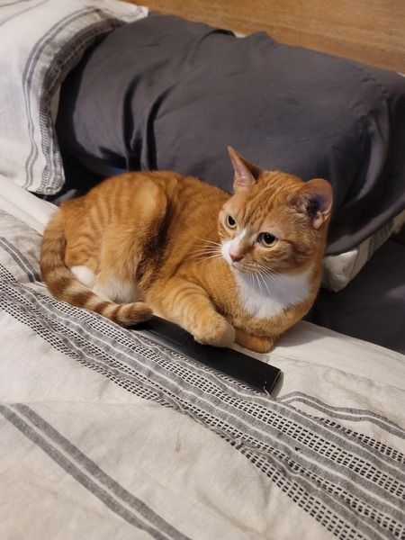 Entry image for Phoebe. Clicking this image will show a larger photo