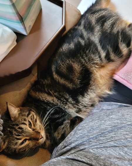Entry image for Loki. Clicking this image will show a larger photo
