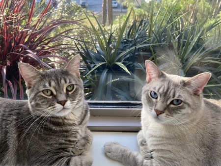 Entry image for Frosty and Furball. Clicking this image will show a larger photo