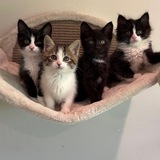 Entry image for Theo Bailey Sadie Stella 