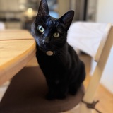Entry image for  Cleo