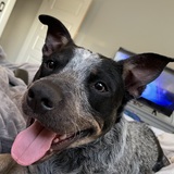 Entry image for Charlie