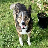 Entry image for Cora