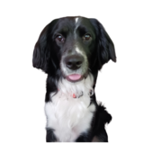 Entry image for Wally Wagner